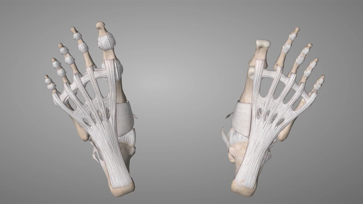 Les fascias : définition, rôle, douleurs, tensions… et comment les relâcher