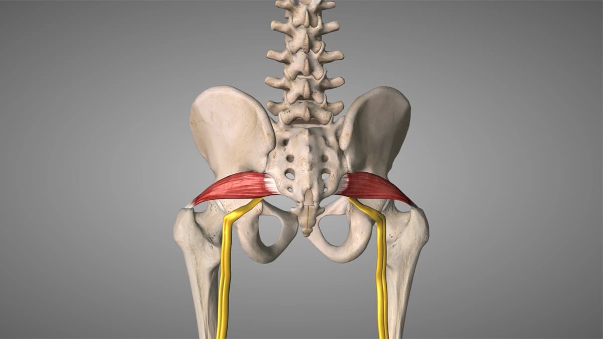 Sciatique vs pseudo-sciatique (piriforme) : différences, signes, quoi faire